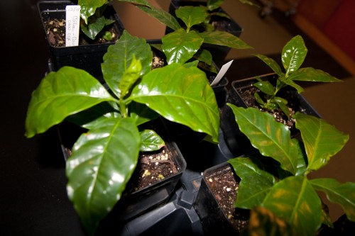 Some young coffee plants thriving thanks to Colleen Armstrong